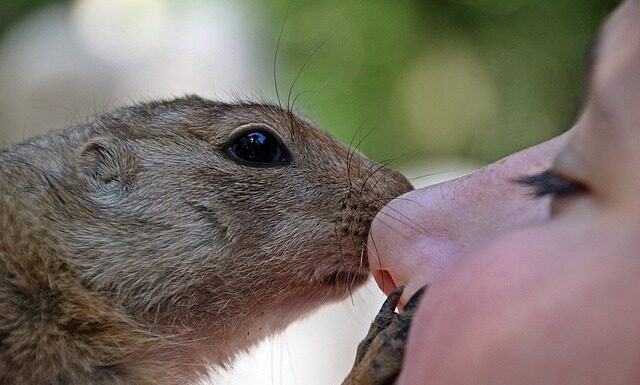 Jakim zwierzęciem chciałbyś być rozmowa kwalifikacyjna?