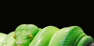 Do czego przydaje się Python?