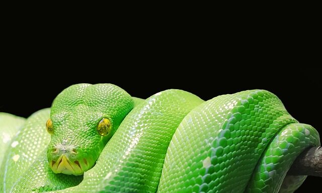 Do czego przydaje się Python?
