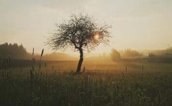 Czy woda utleniona jest dobra na rany?