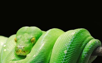 Czy Python jest za darmo? Czy Python jest za darmo?