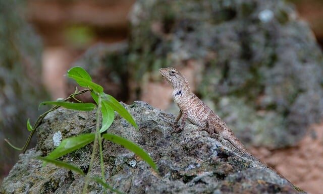 Co to jest zmienna decyzyjna?