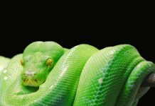 Jak napisać program w języku Python?